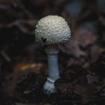 wild amanita mushroom