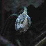wild medicinal young liverleaf flower