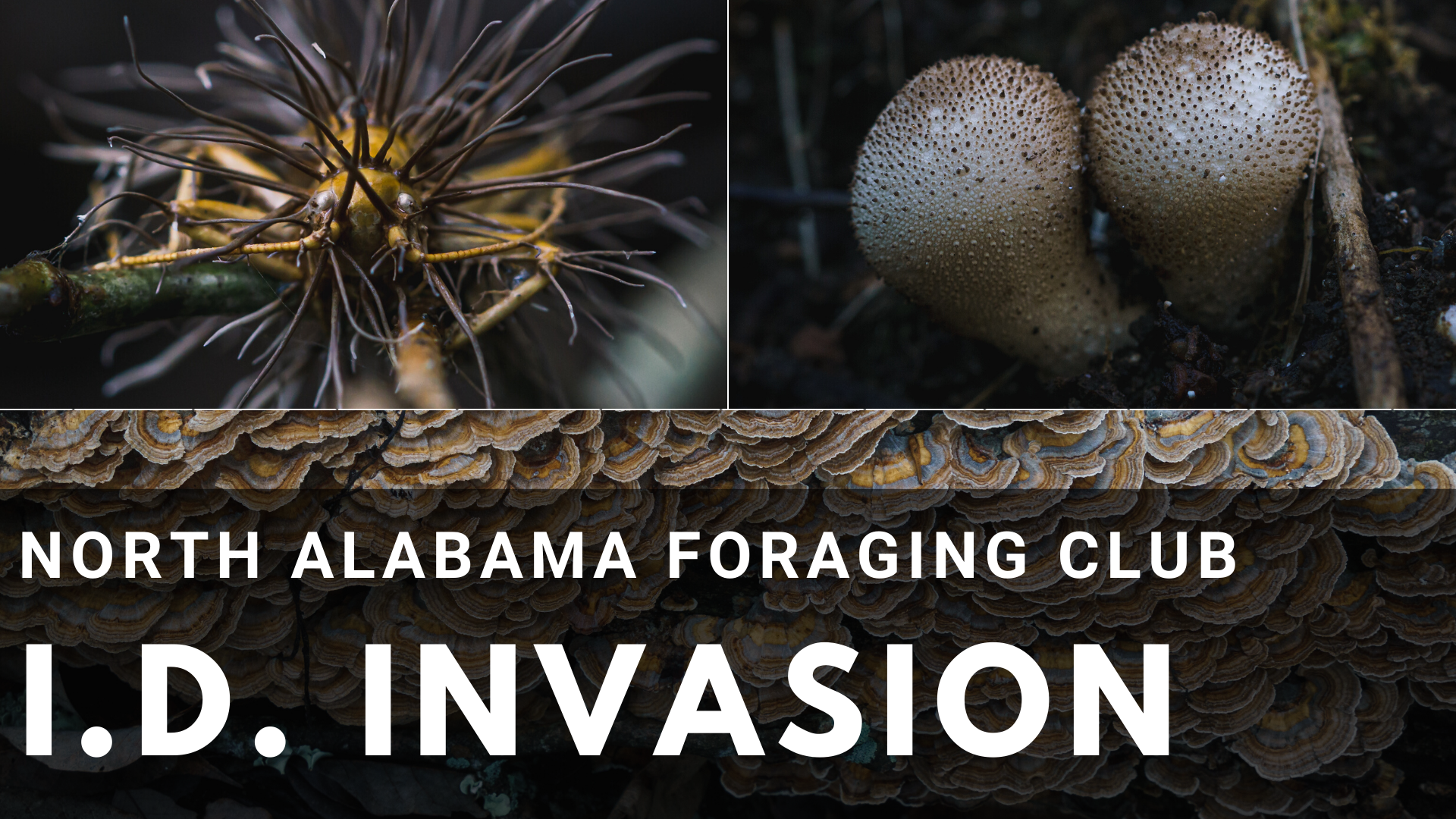 north alabama foraging club id invasion