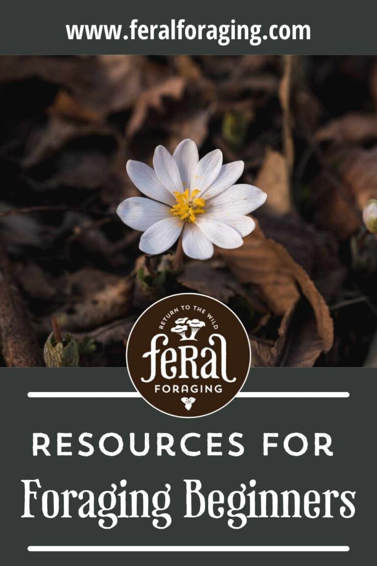 Resources For Foraging Beginners