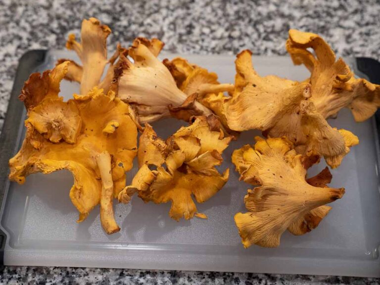 Chanterelles on cutting board before being cleaned