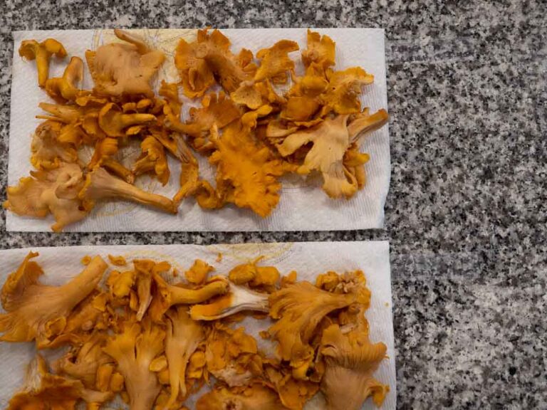 Chanterelles from both cleaning methods on paper towel drying