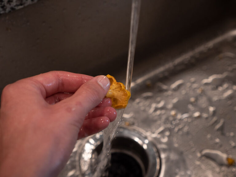 Rinsing chanterelle under cold tap water in sink