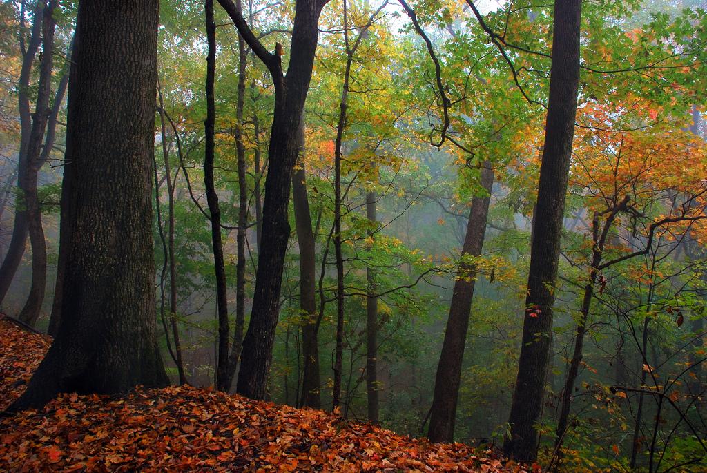 foggy forest in monte sano state park