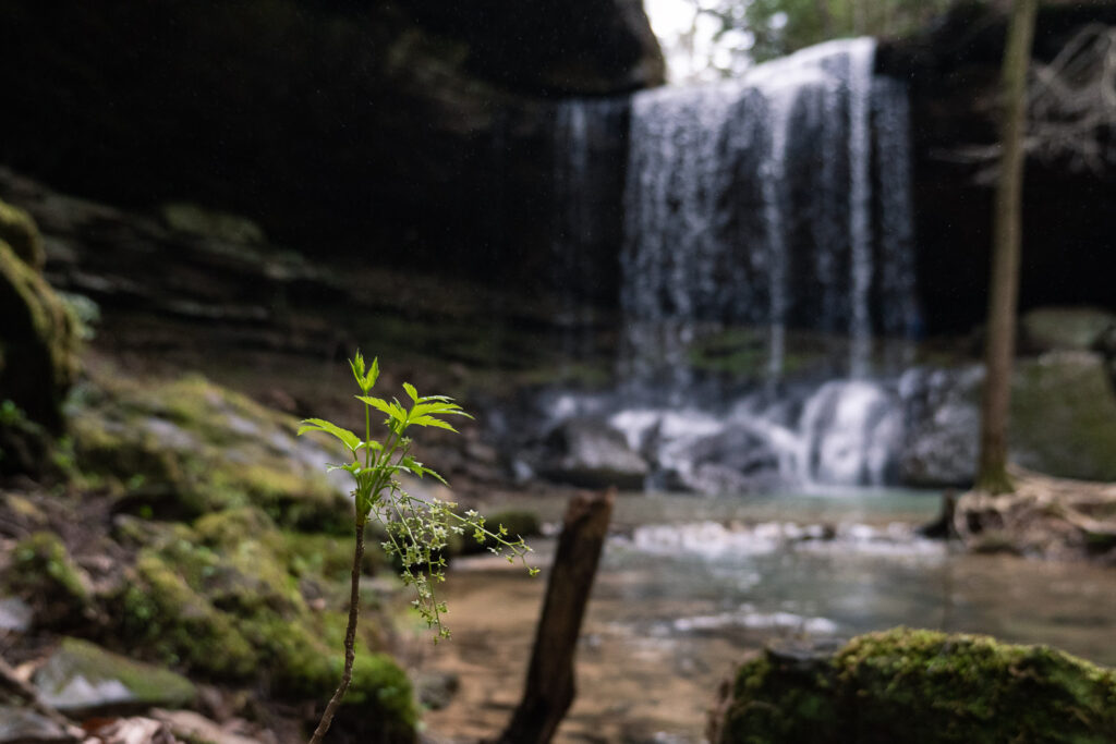 waterfall in bankhead national forest
