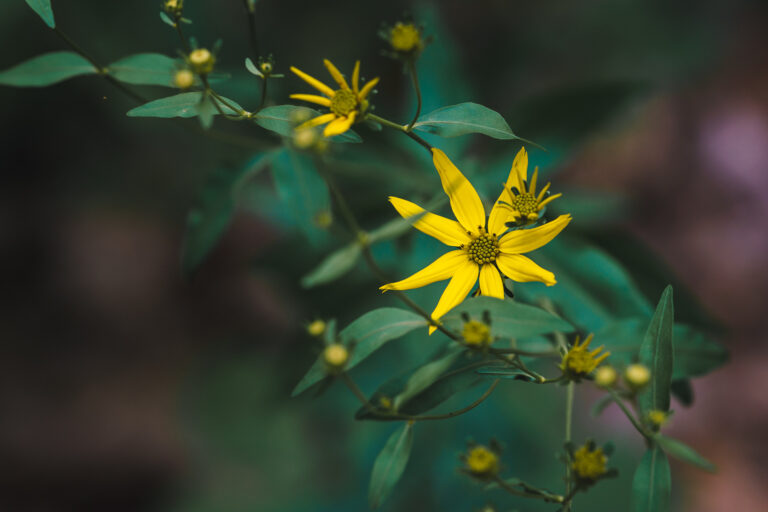 Wild Yellow Sunflower