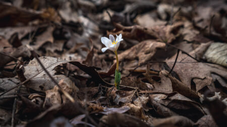 young bloodroot flower sprouting from ground