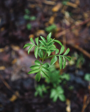 young green elderberry leaves