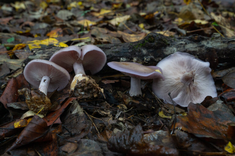 Array Wood Blewit Mushrooms Id