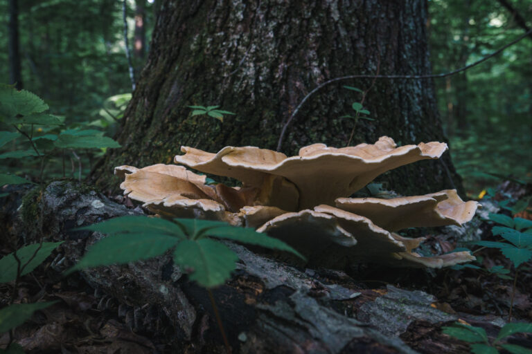 Berkeleys Polypore Mushroom