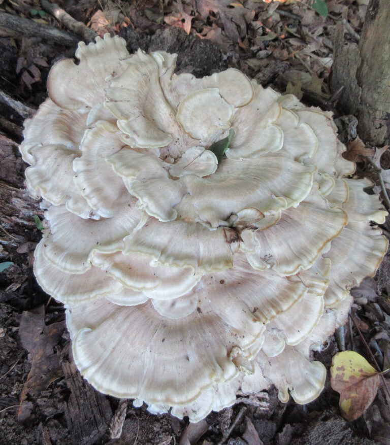 black-staining-polypore-mushroom