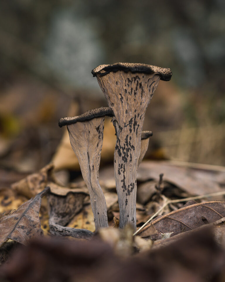 Black Trumpet Mushroom