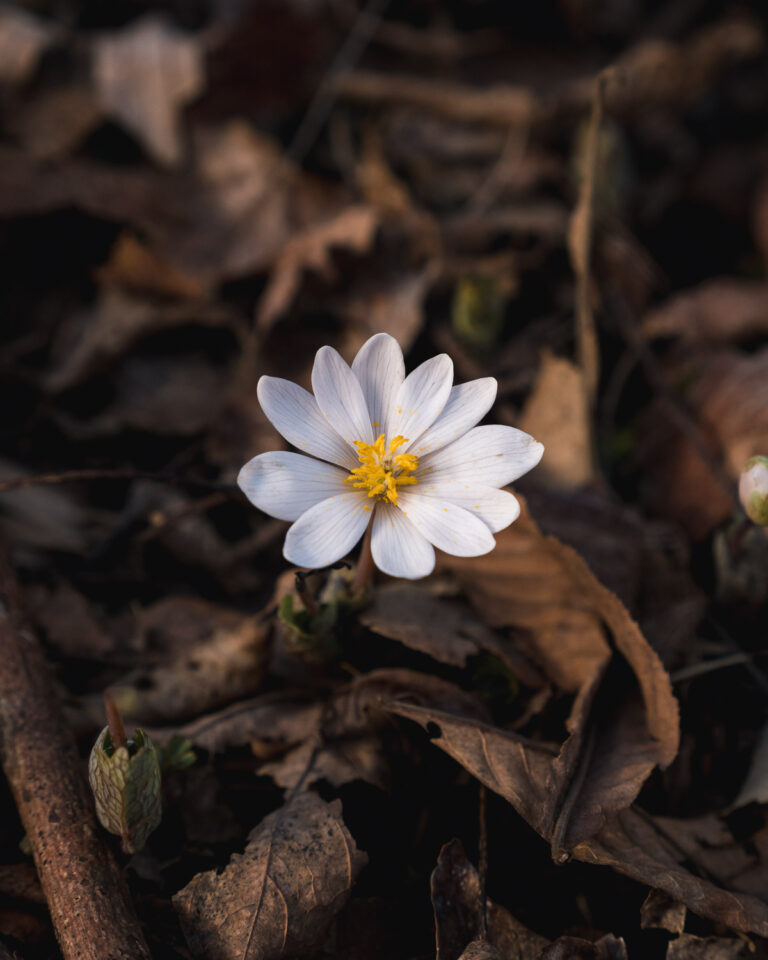 white bloodroot flower