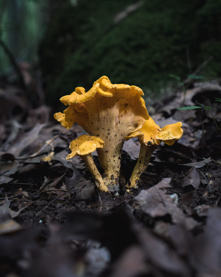 Chanterelle Mushroom Cantharellus