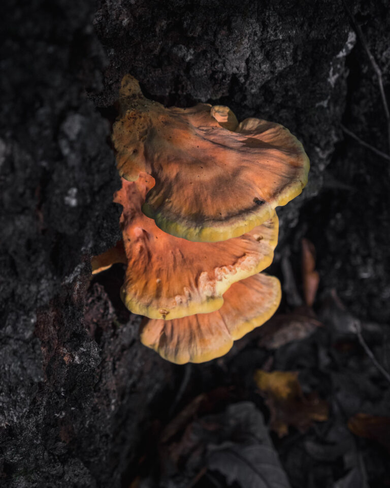 Chicken Of The Woods Mushroom Laetiporus