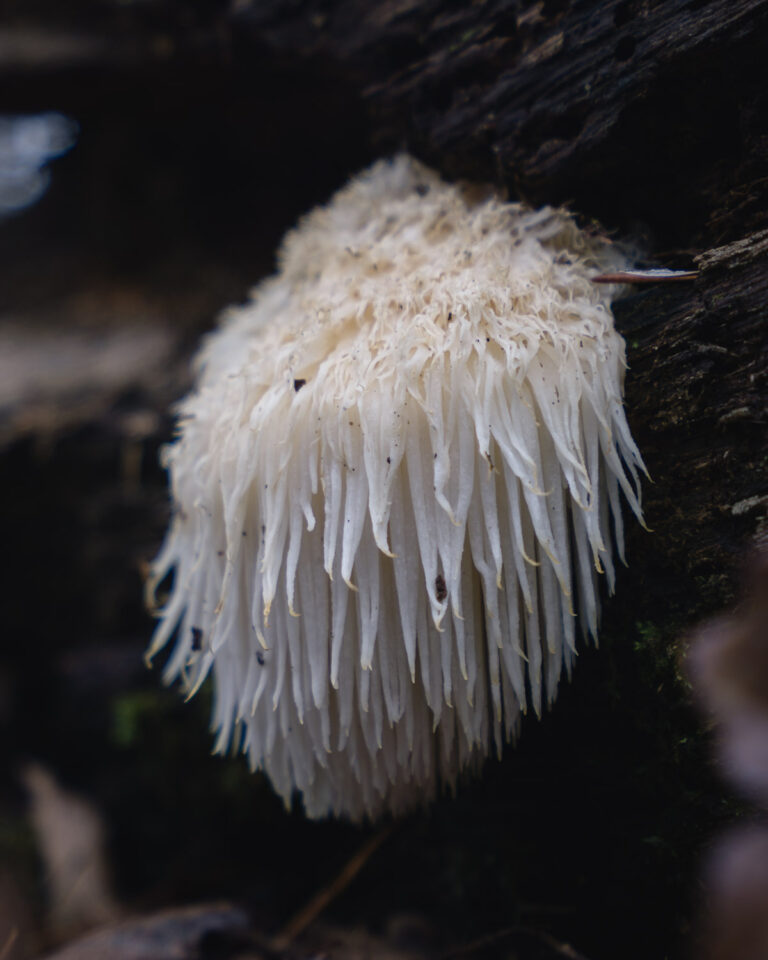 Close Lions Mane Mushroom Hericium