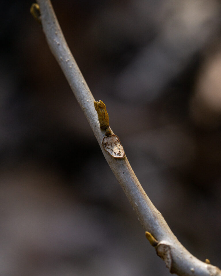 close up bitternut hickory bud and leaf scar