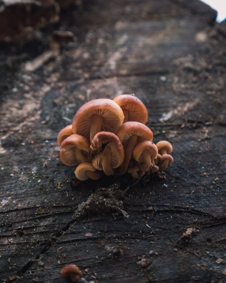 Enoki Flammulina Mushroom