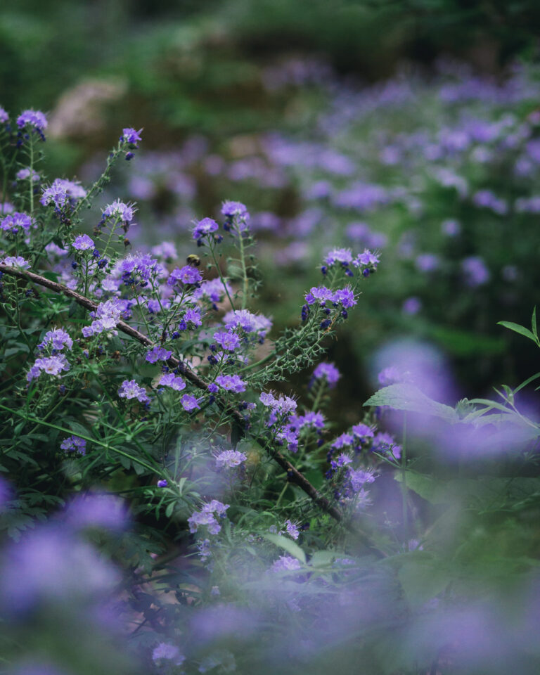 field of purple phacelia flowers