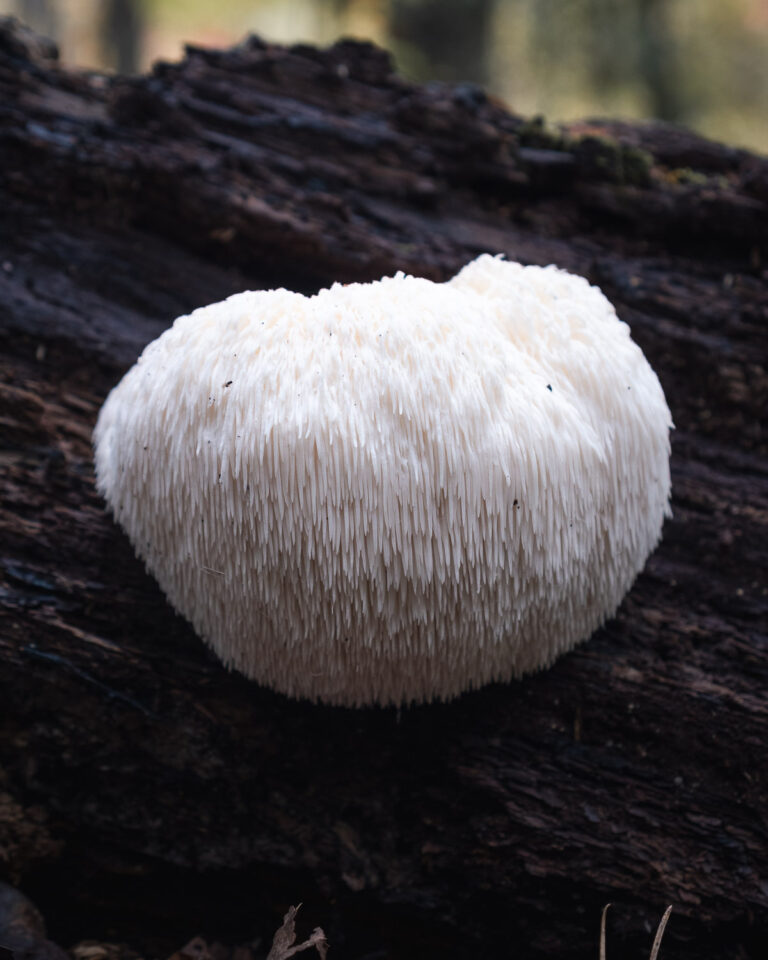 Large Lions Mane Mushroom Fruiting Body Hericium