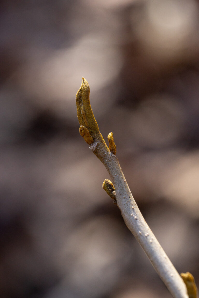 macro bitternut hickory bud