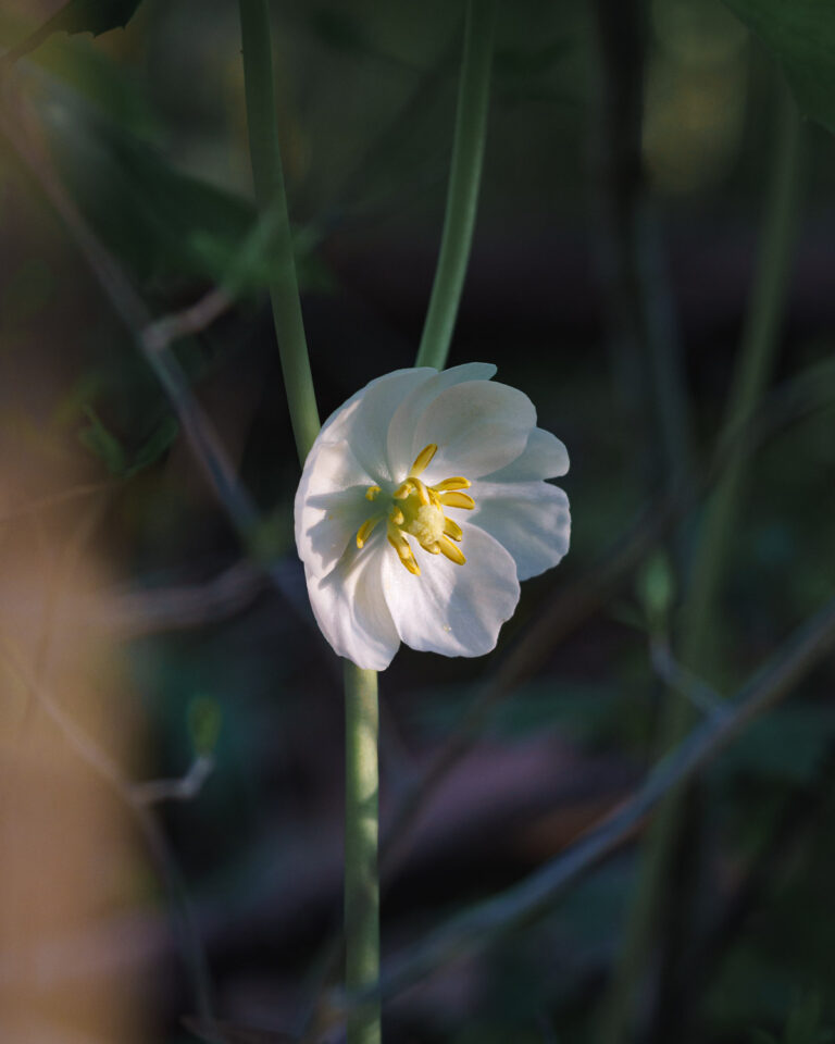 white mayapple flower at sunset