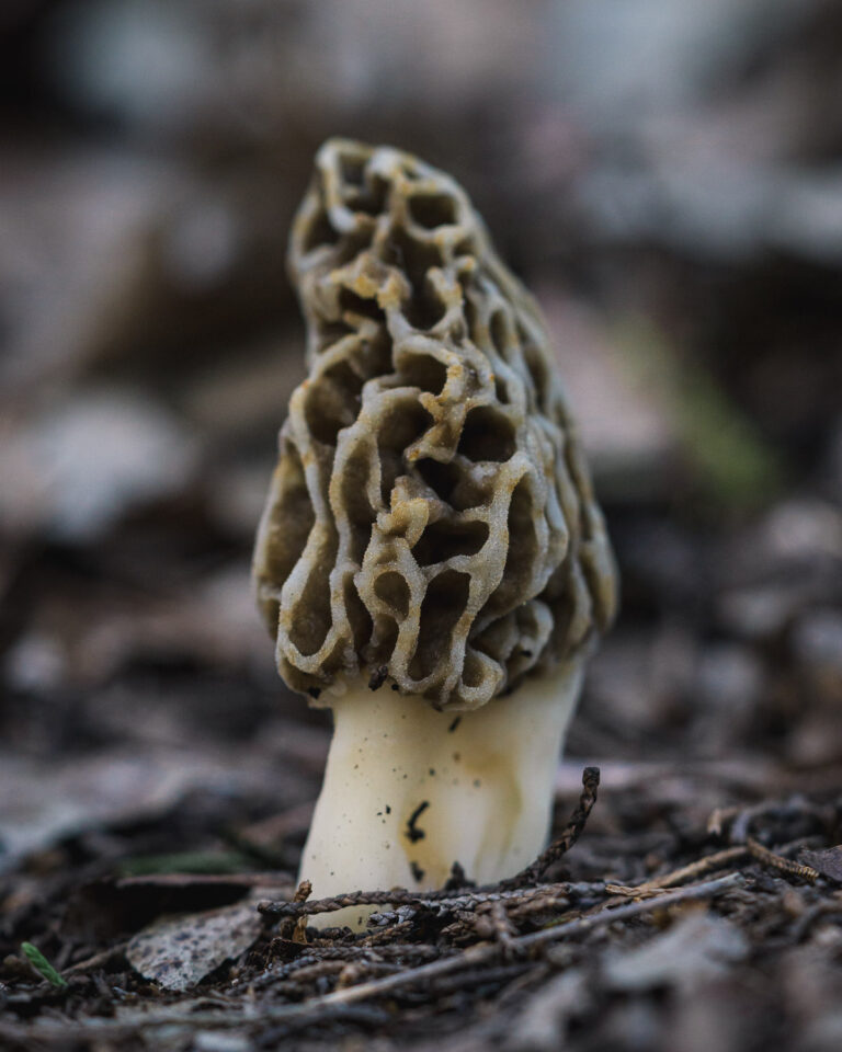 Morel Mushroom Macro Morchella