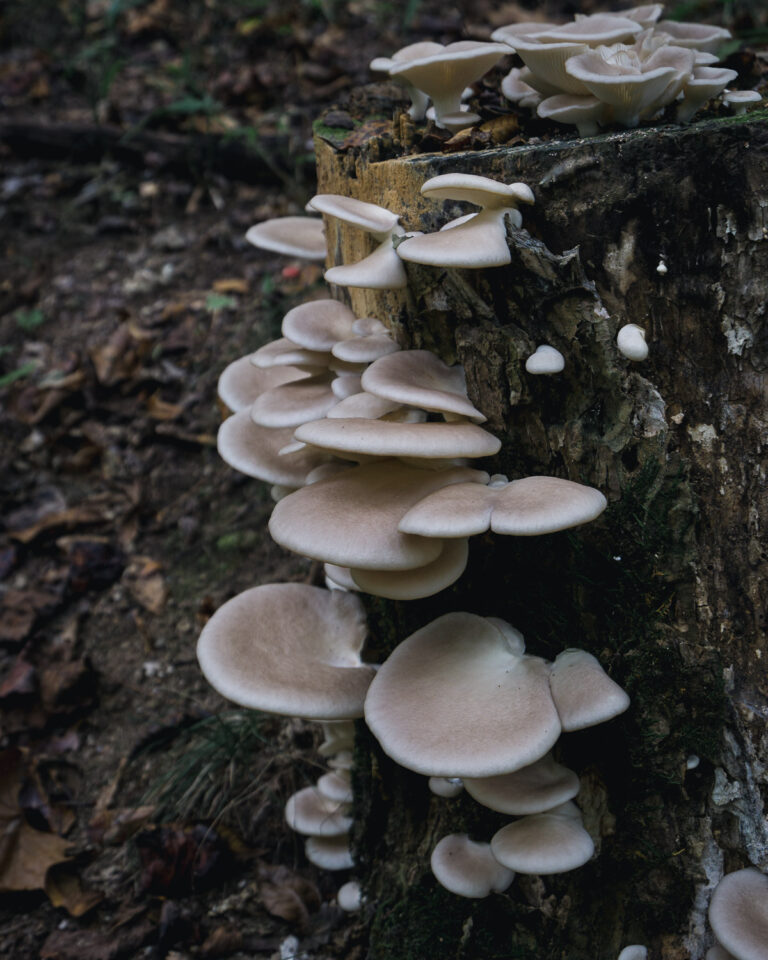 Oyster Mushroom Caps Pleurotus