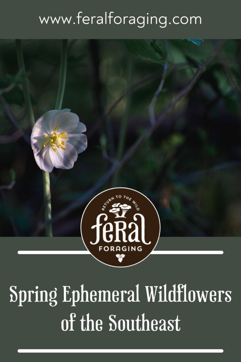 Spring Ephemeral Wildflowers Of The Southeast