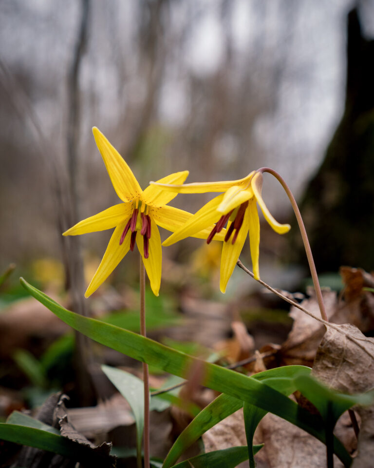 yellow trout lily flowers