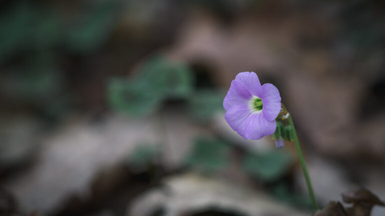 violet wood sorrel flower