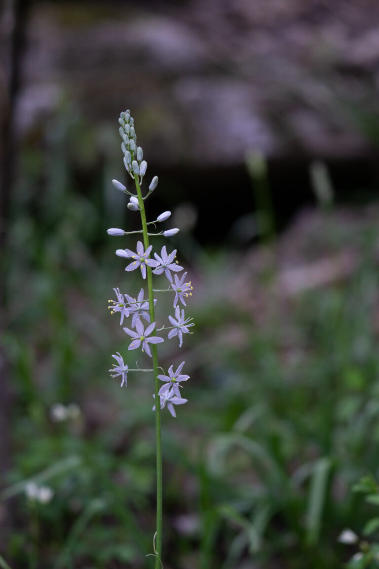 wild hyacinth flower