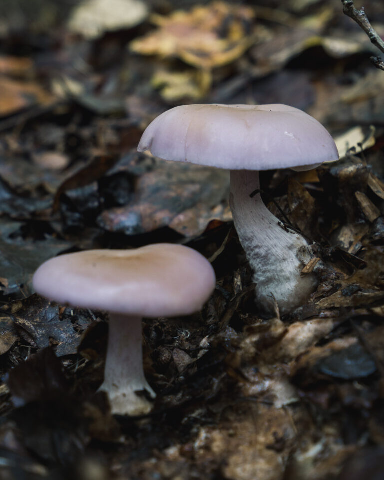 Wood Blewit Mushroom Lepista