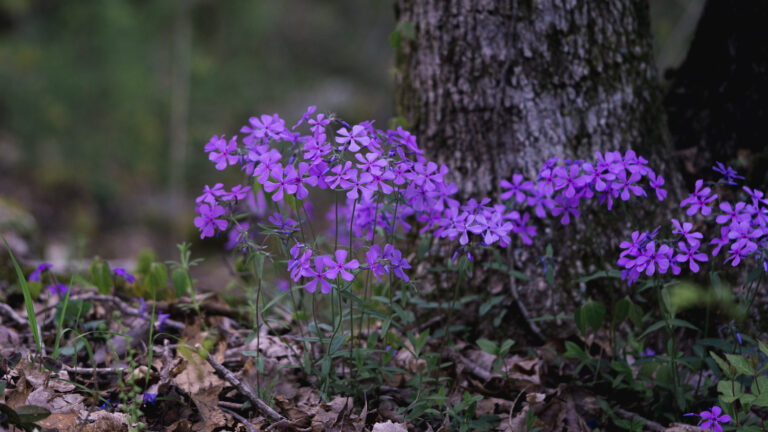 woodland phlox flowers