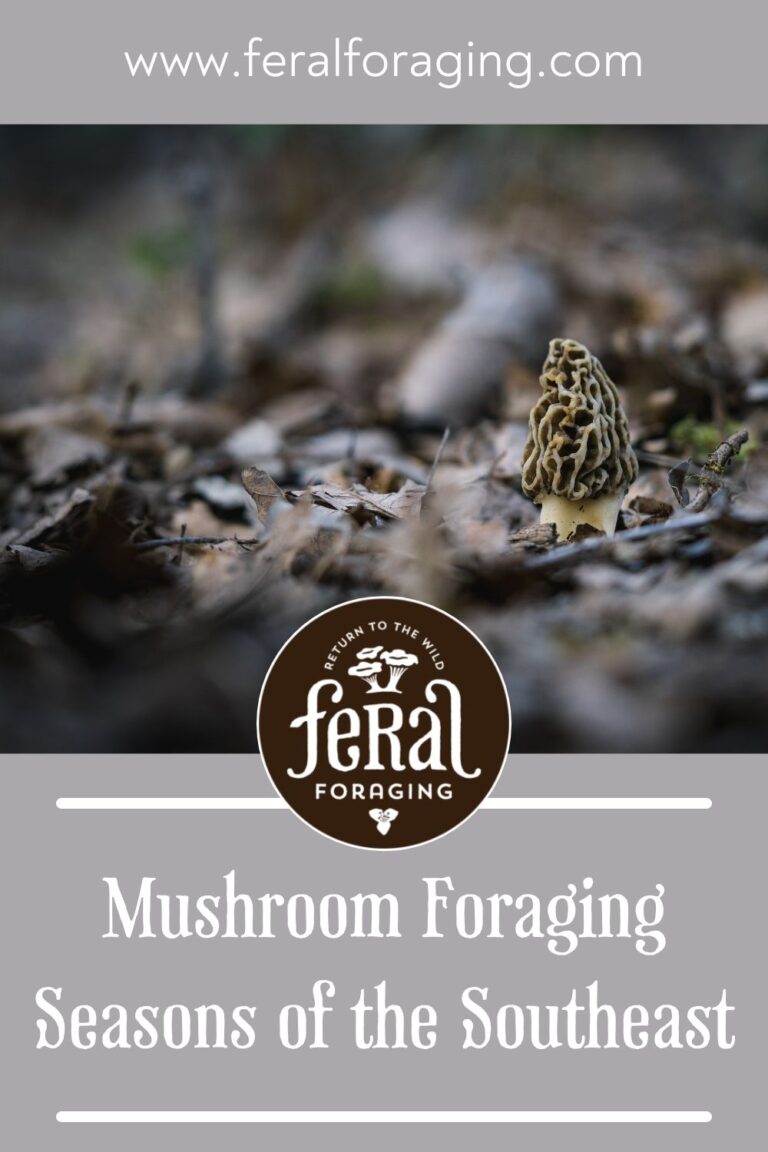 Mushroom Foraging Seasons Of The Southeast