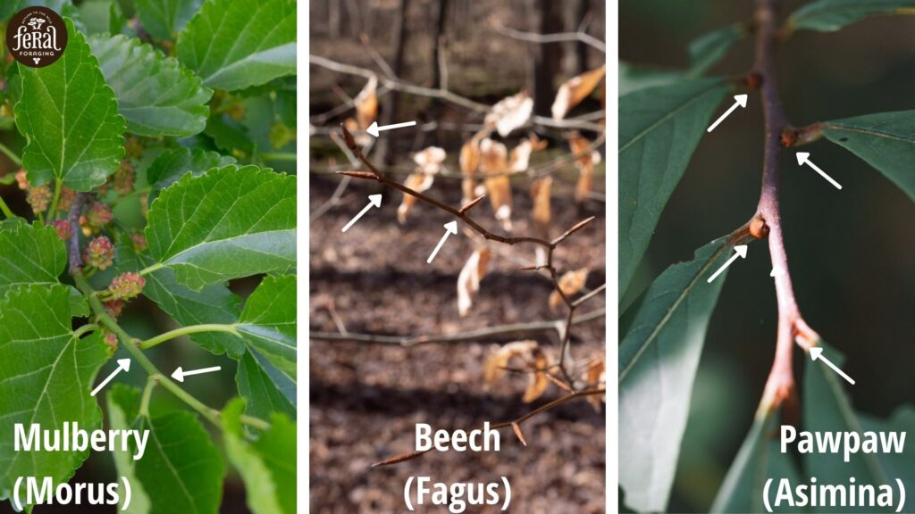 Alternate Leaf Examples Plant Identification