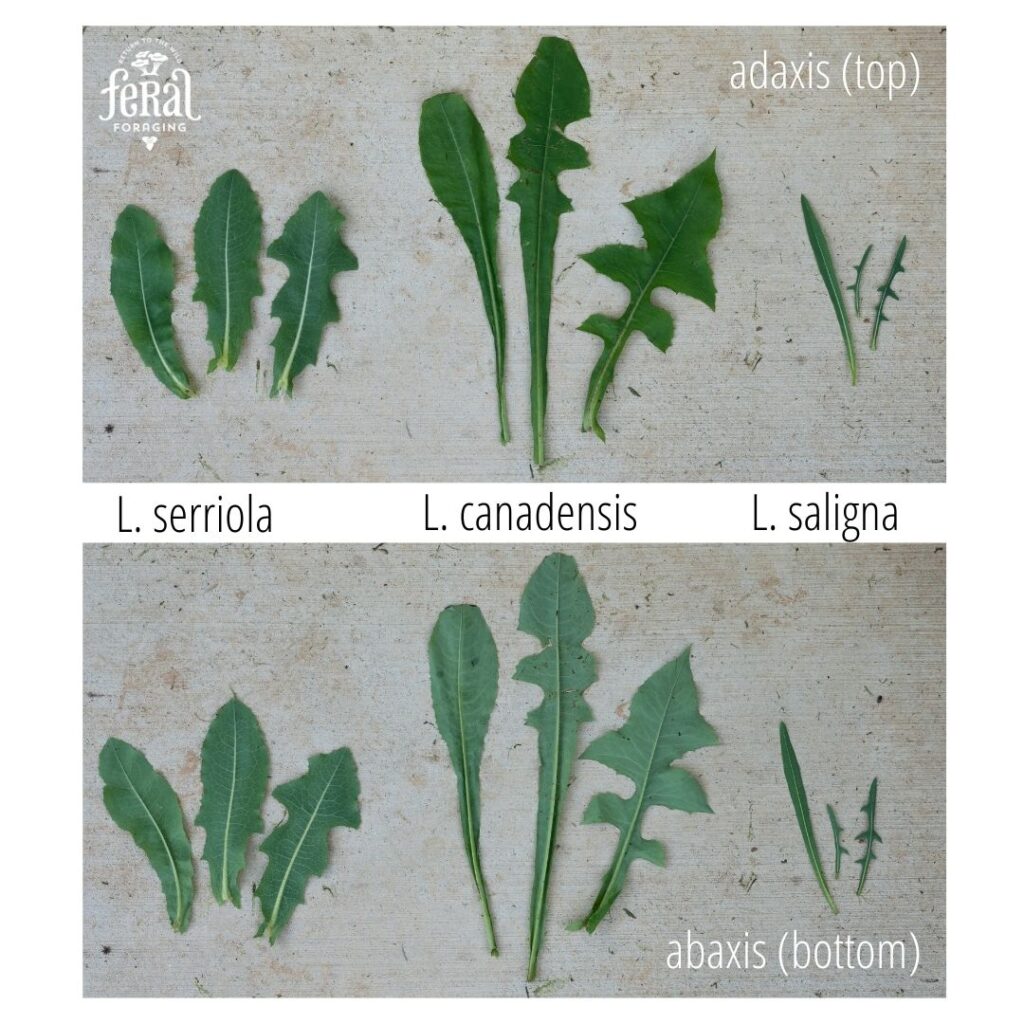 Comparing Three Different Species Of Wild Lettuce Lactuca