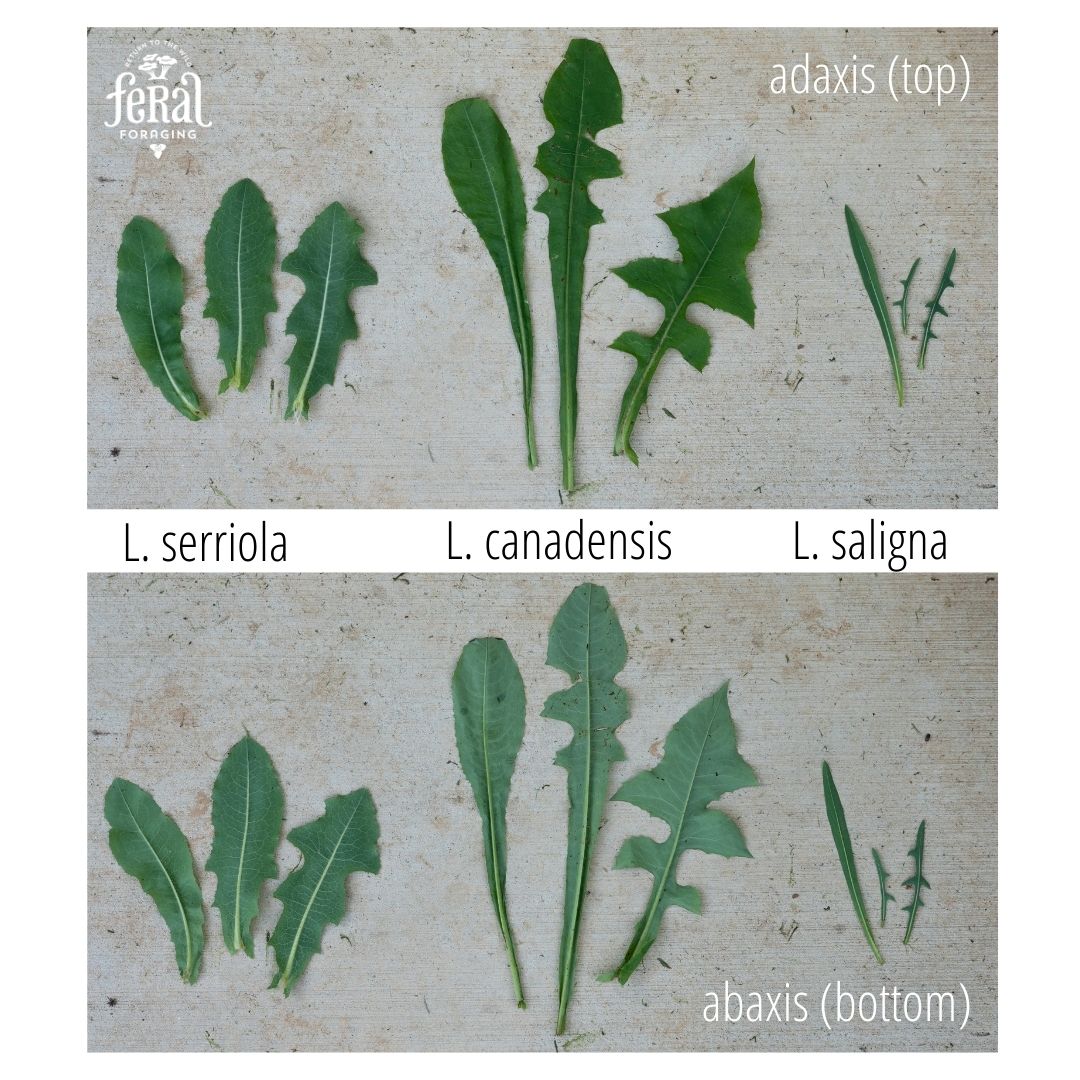 How to Identify Wild Lettuce and Look Alikes - Feral Foraging