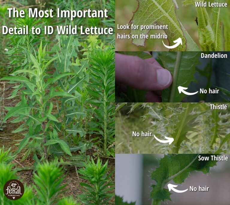 Distinguish Wild Lettuce From Common Look Alikes