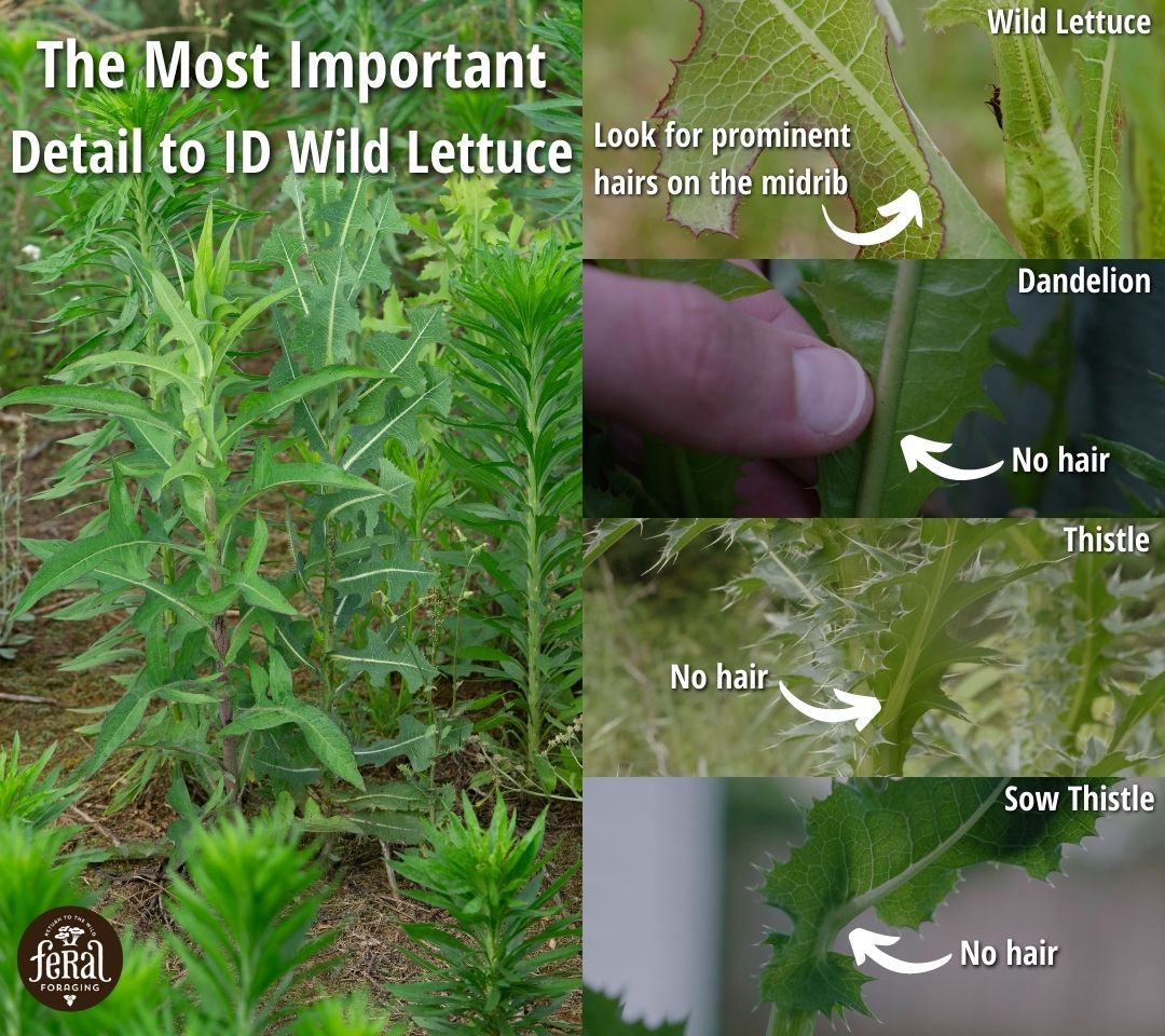 How to Identify Wild Lettuce and Look Alikes - Feral Foraging