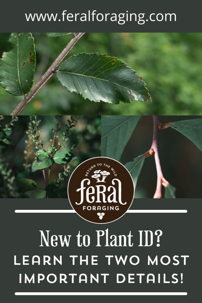 New To Plant Identification Learn These Two Most Important Details Pinterest