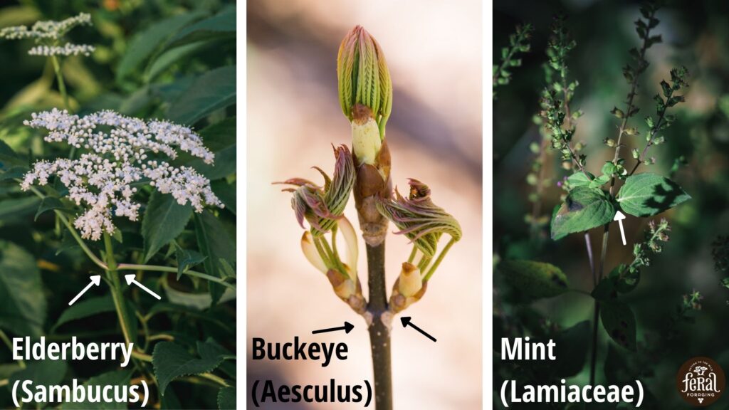 Opposite Leaf Examples Plant Identification