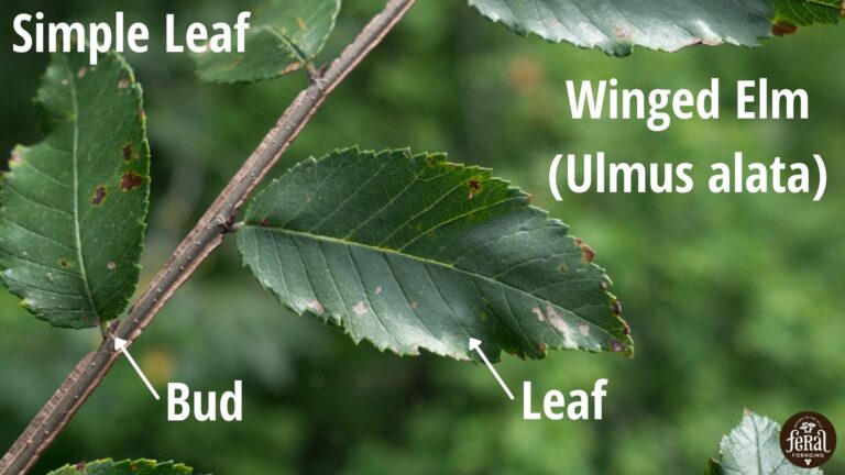 Simple Leaf Winged Elm Example