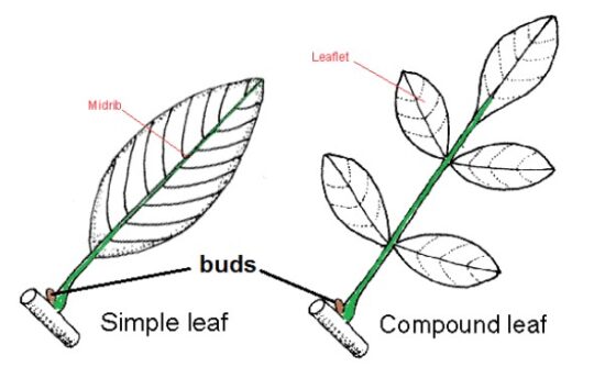 Identifying Trees in the Southeastern US - A Simple Guide - Feral Foraging