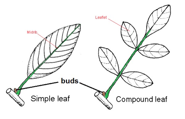 Simple Vs Compound Leaves
