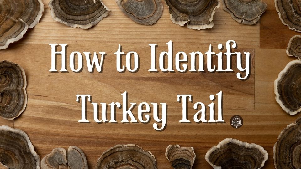 how to identify turkey tail