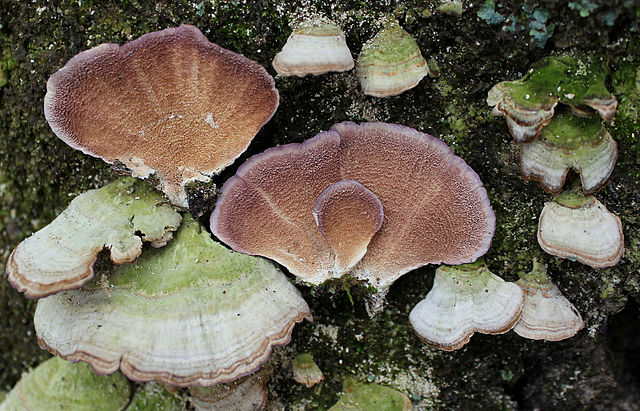 Trichaptum Biforme Teeth