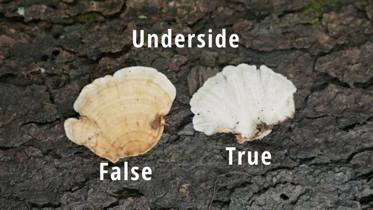 how to identify turkey tail mushroom