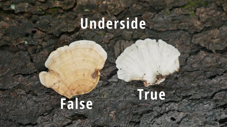 Turkey Tail And Stereum Underside