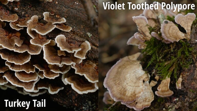 Turkey Tail And Violet Toothed Polypore